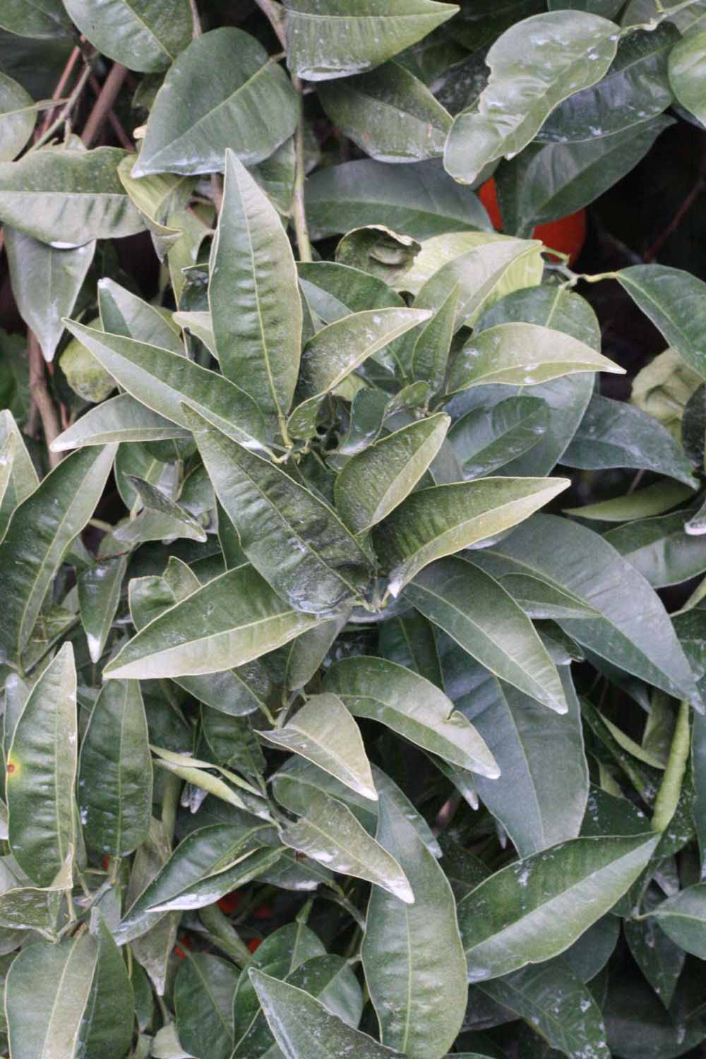              Sun leaves (Lindcove, CA)       